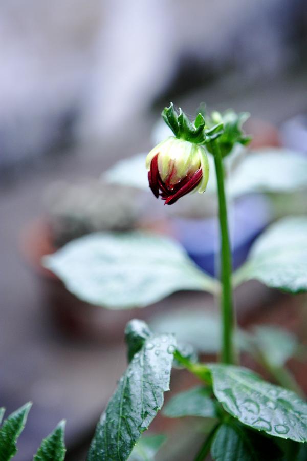 国语对白视频免费观看-2160P国语配音超清