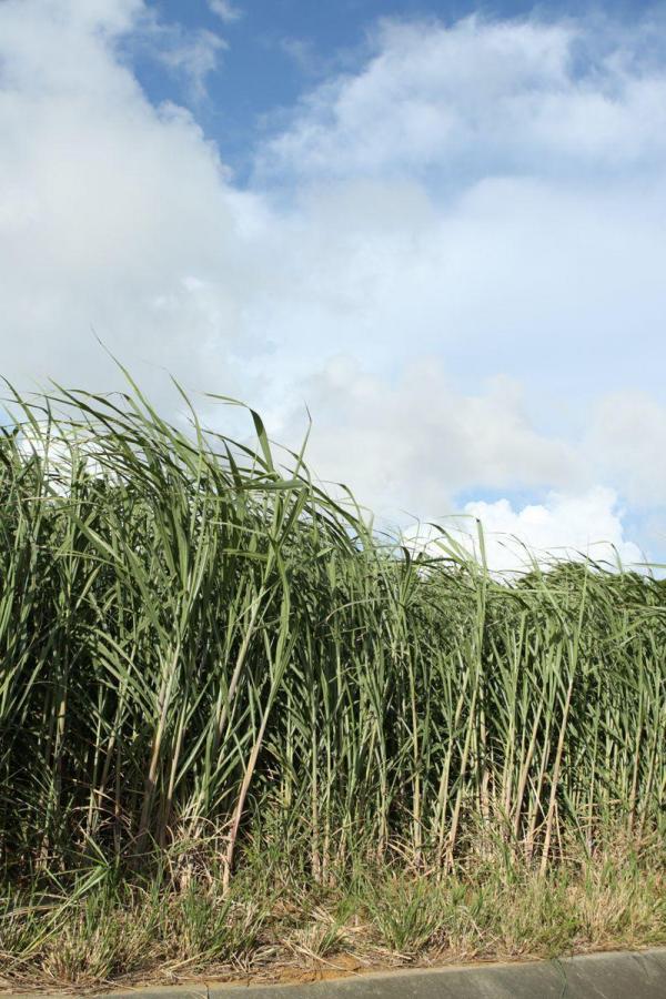 毛都没有就被开了视频苞-2160P免费在线观看