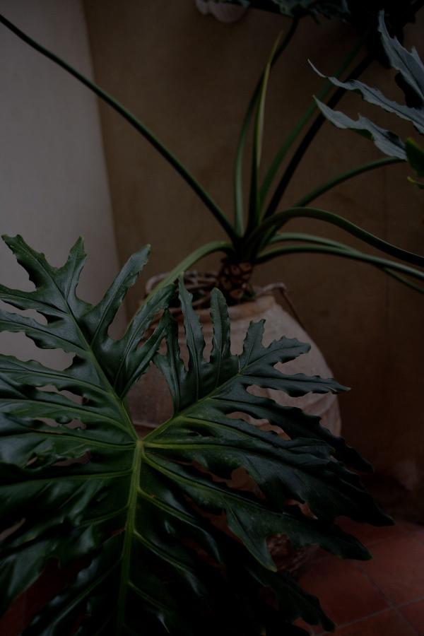 与黑人大黑机巴做爰视频在线-720P一一影视网